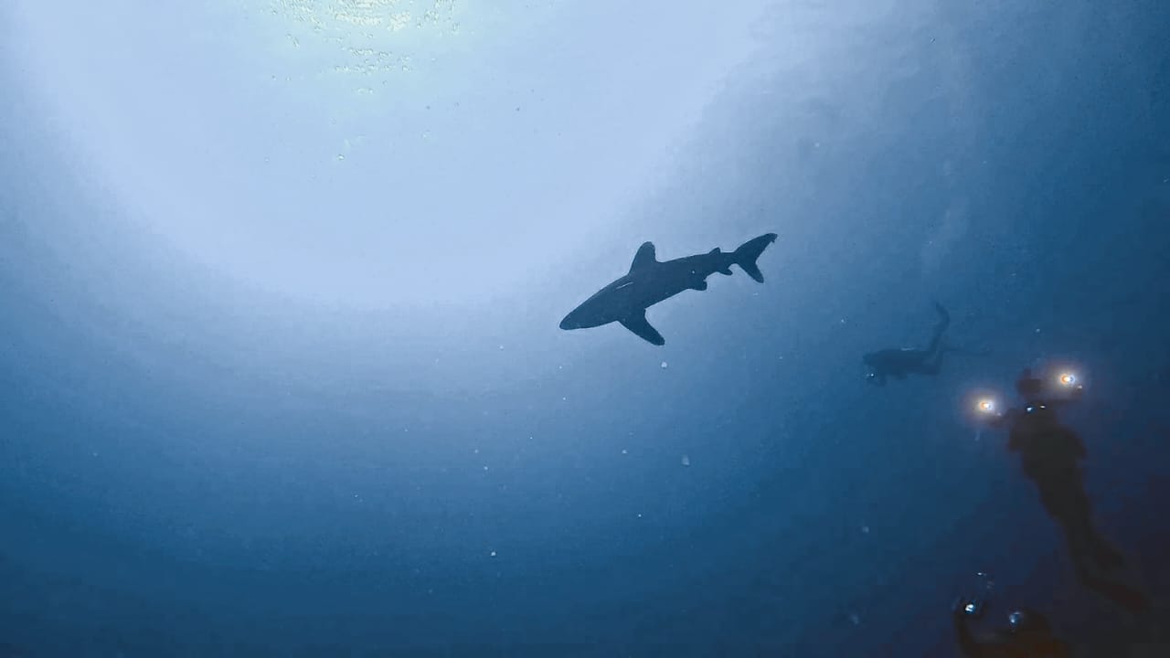 'Comprendre le Requin' est un projet pédagogique ambitieux porté par Longitude 181 et la fondation PROBIOM 'Comprendre le Requin' est un projet pédagogique ambitieux porté par Longitude 181 et la fondation PROBIOM