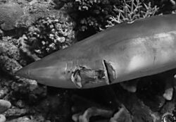 Des centaines de millions de requins sont massacrés tous les ans