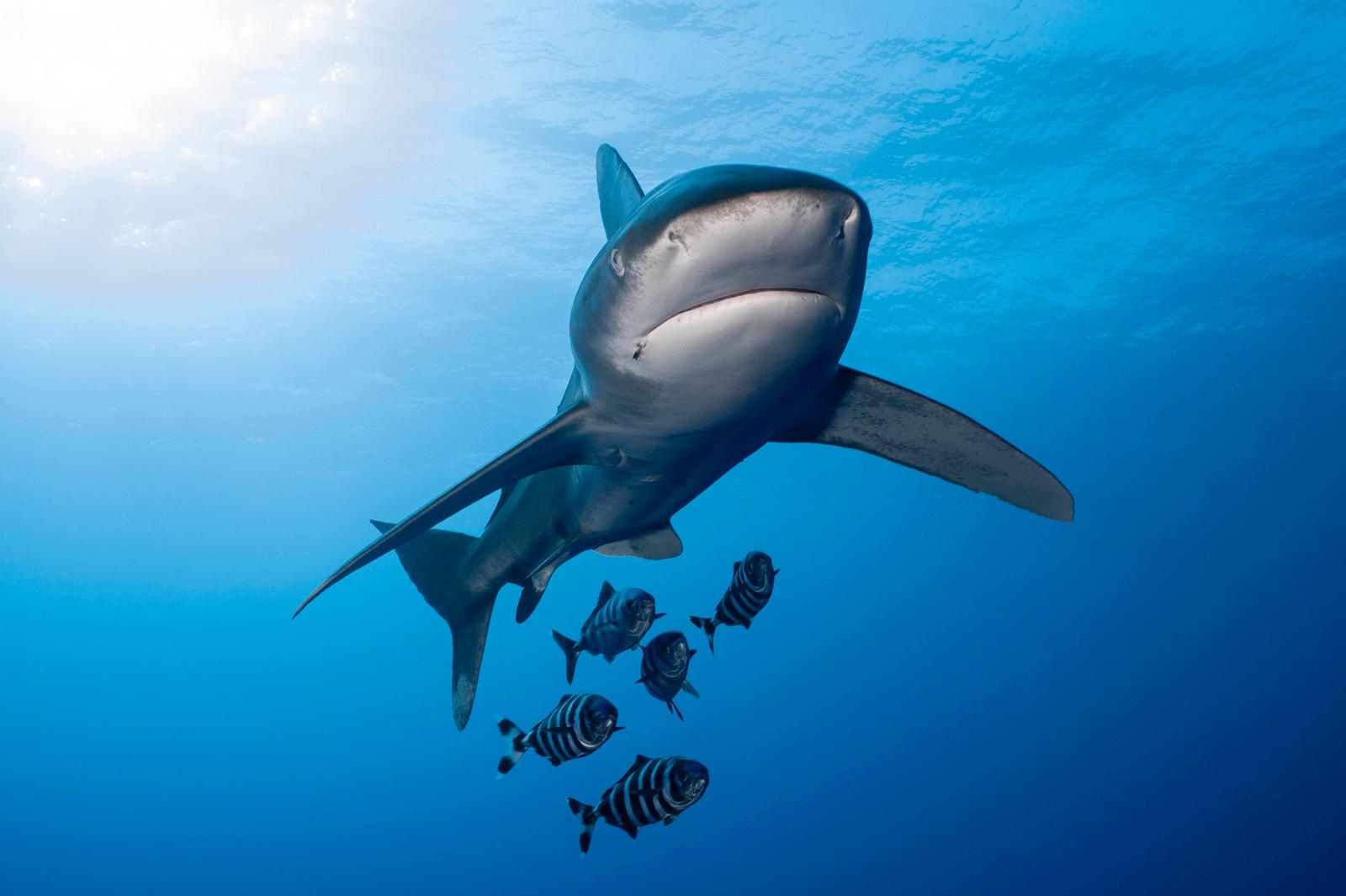 Des images époustouflantes montrant la curiosité des requins Des images époustouflantes montrant la curiosité des requins