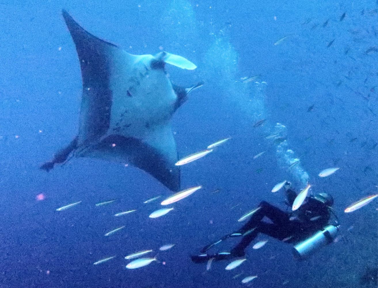 Jean-Paul Leroy en plongée avec des raies Manta Jean-Paul Leroy en plongée avec des raies Manta