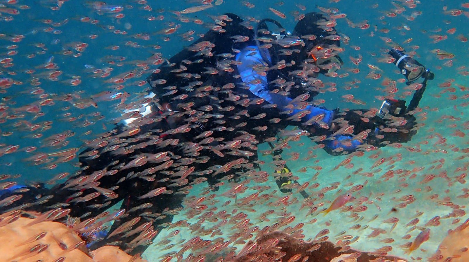 Jean-Paul Leroy, immortaliser la beauté du monde marin et la partager avec ceux qui ne plongent pas Jean-Paul Leroy, immortaliser la beauté du monde marin et la partager avec ceux qui ne plongent pas