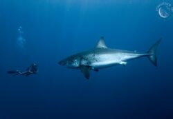 L’EFS reconnait que le requin doit être préservé, © Pascal Kobeh
