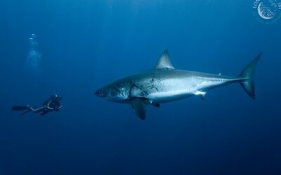 L’EFS reconnait que le requin doit être préservé.