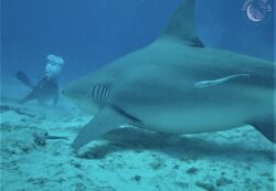 Les humains ne font pas partie du menu des requins