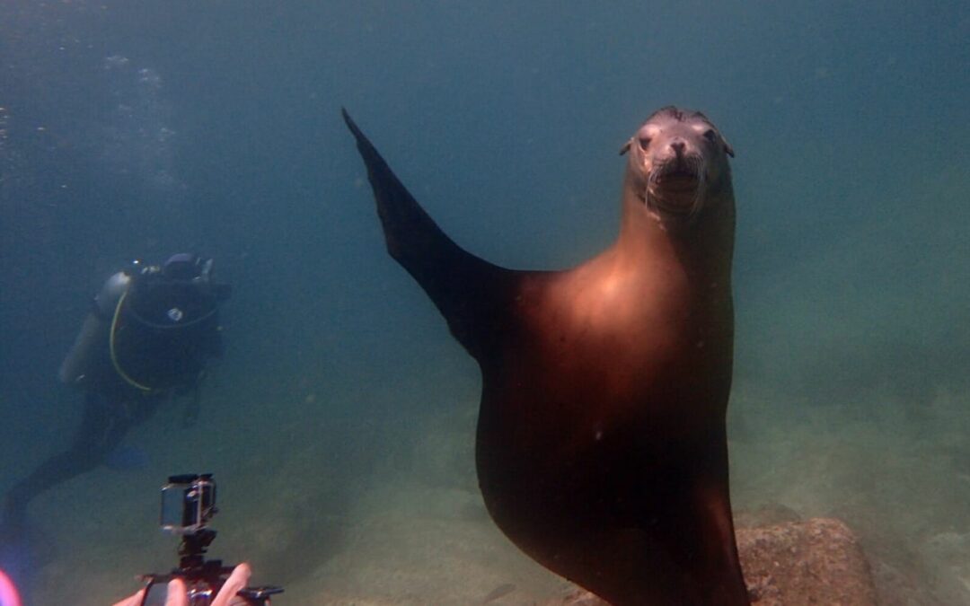 Des résolutions historiques pour les droits de l’Océan