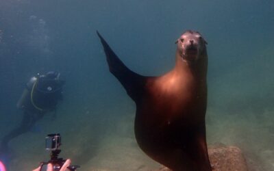 Des résolutions historiques pour les droits de l’Océan