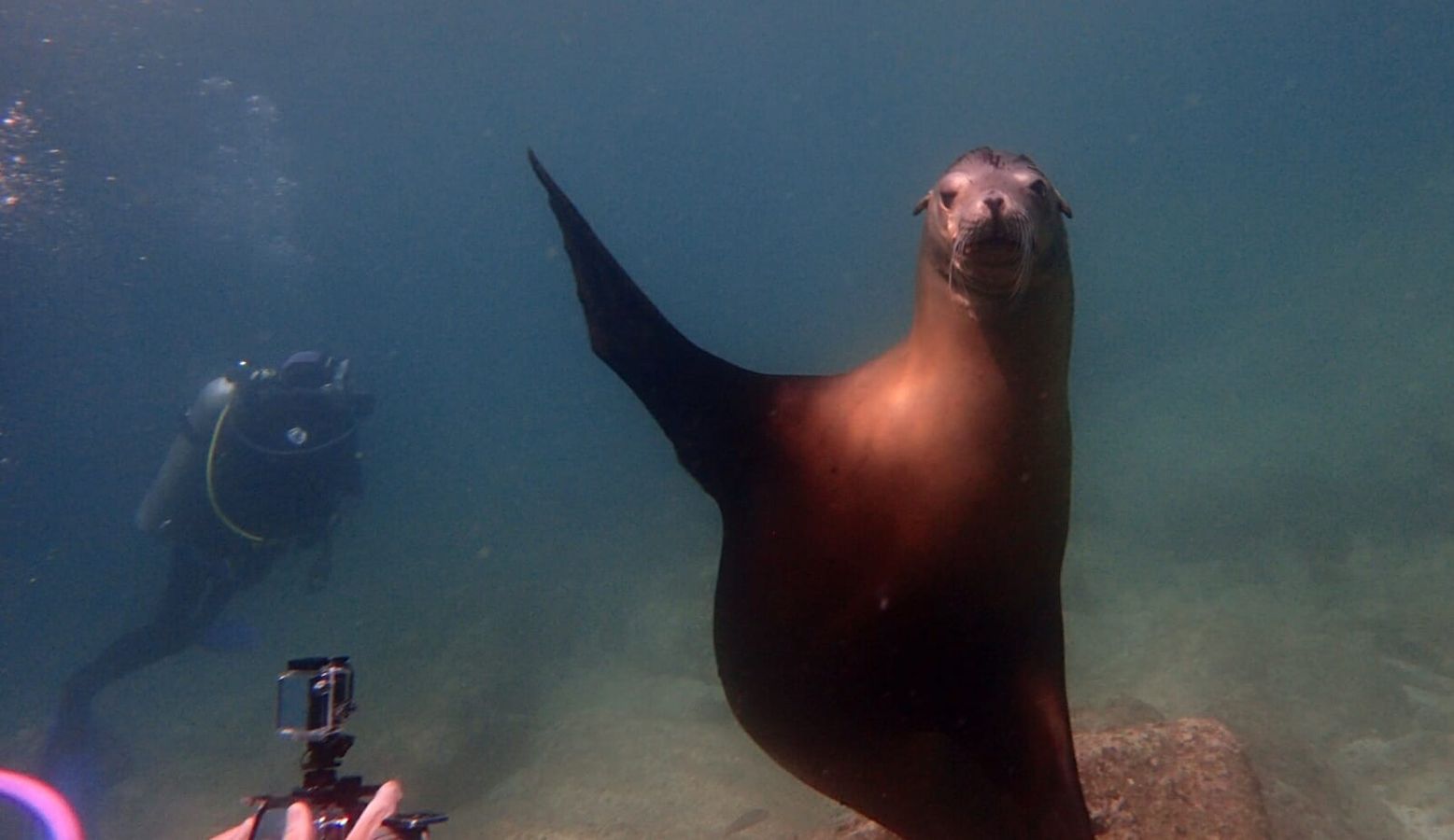 Lion de mer © Jean-Paul Leroy pour Longitude 181 Lion de mer © Jean-Paul Leroy pour Longitude 181