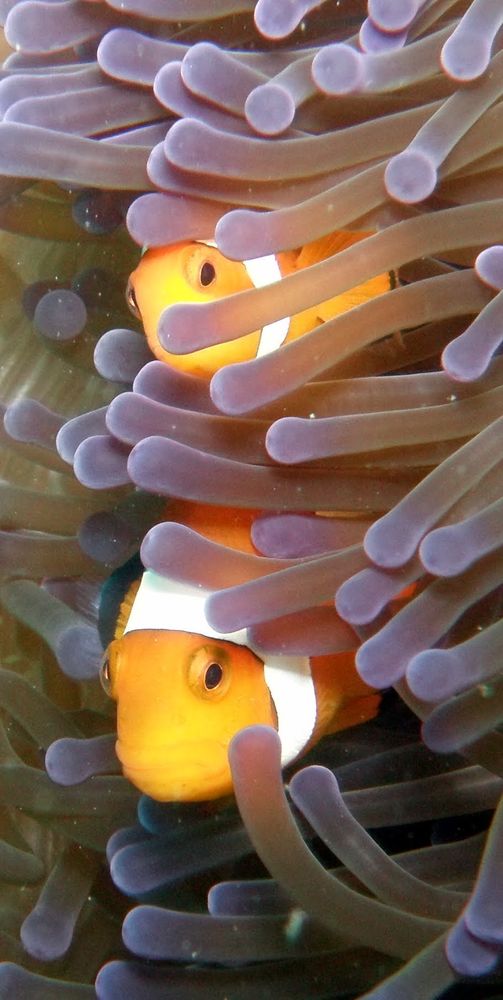 Poisson-clown, anémone © Jean-Paul Leroy pour Longitude 181 Poisson-clown, anémone © Jean-Paul Leroy pour Longitude 181