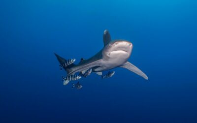 Grand Projet Requins : la suite !