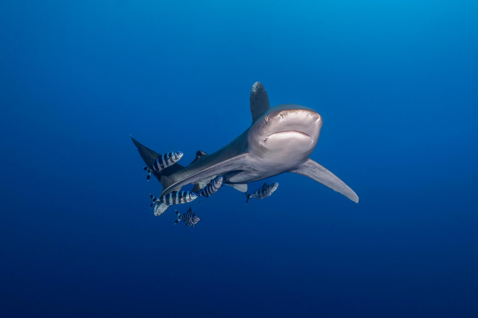 Pour continuer le grand Projet Requins de Longitude 181 et Probiom, le 2ème tournage a eu lieu dans le Triangle d’or de la Mer Rouge Pour continuer le grand Projet Requins de Longitude 181 et Probiom, le 2ème tournage a eu lieu dans le Triangle d’or de la Mer Rouge