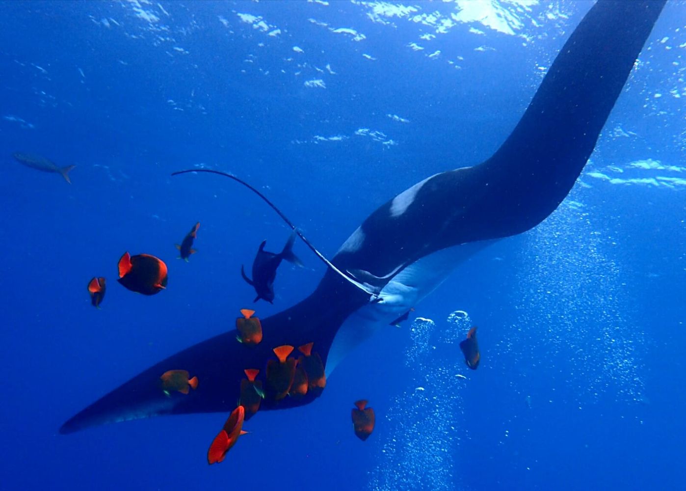 Raie manta © Jean-Paul Leroy Raie manta © Jean-Paul Leroy