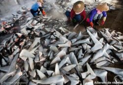 Sur les 530 espèces de requins connues, certaines ont déjà disparues, d’autres sont au bord de l’extinction - © Paul Hilton