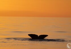 WhaleWay 2025, un millésime particulièrement exceptionnel