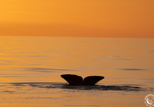 WhaleWay 2025, un millésime particulièrement exceptionnel