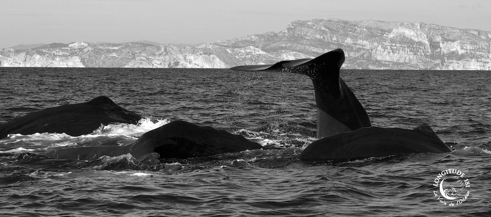cachalots-mâles-Méditerranée Cachalot Grand mâle The One