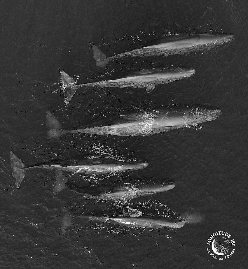 groupe-6-cachalots-males-mediterranee Cachalot Baptiste recapture Whale Way 6