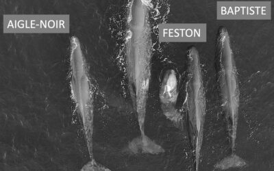 Cachalots : Rare rencontre avec un groupe de mâles