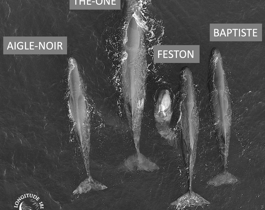 Cachalots : Rare rencontre avec un groupe de mâles