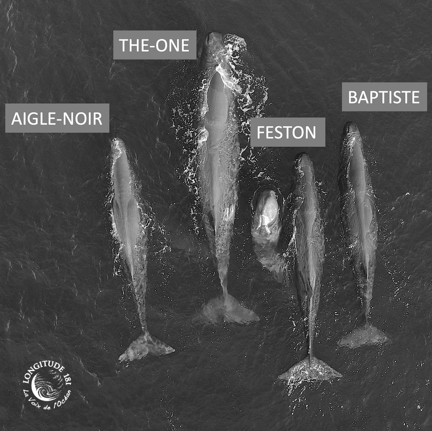 groupe-cachalots-males-Mediterranee groupe cachalot mâles en Méditerranée