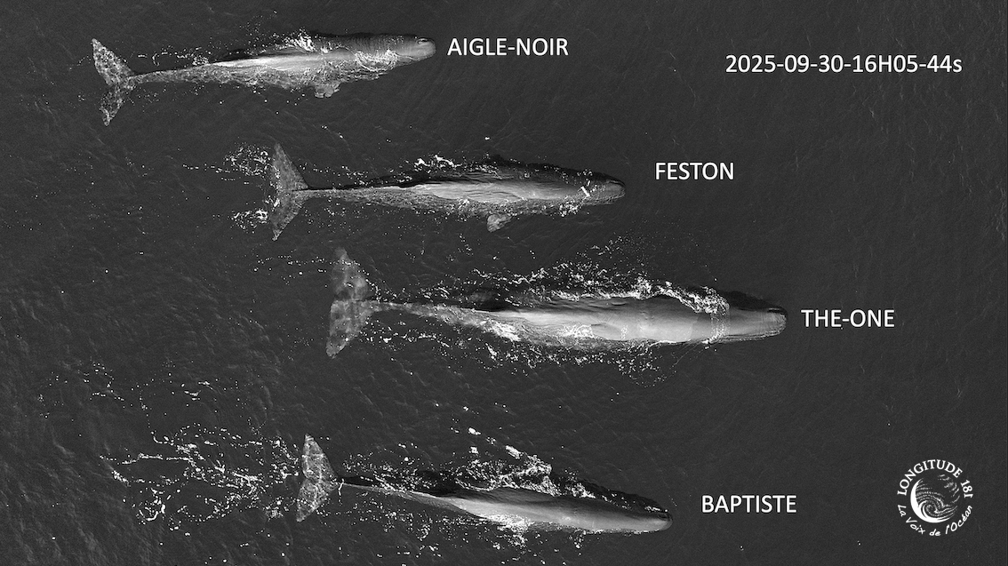 identification-groupe-cachalots-males-Mediterranee Cachalots whaleway 6 - drone Longitude 181
