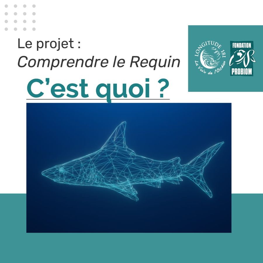 Le projet, comprendre le requin, le but est de changer en profondeur la perception des requins Le projet, comprendre le requin, le but est de changer en profondeur la perception des requins