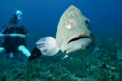 Mathilde Piraube au service de la protection de la faune et la flore marine