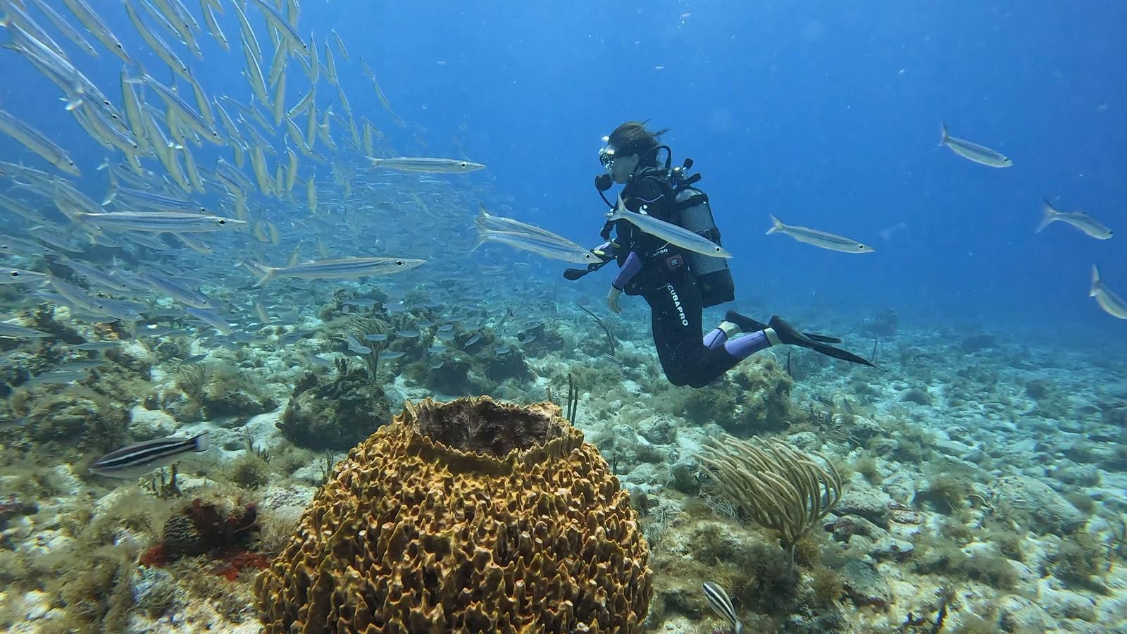 Mathilde Piraube en plongée sous-marine, évoluant dans un environnement marin, à la découverte des espèces et des reliefs sous-marin Mathilde Piraube en plongée sous-marine, évoluant dans un environnement marin, à la découverte des espèces et des reliefs sous-marin