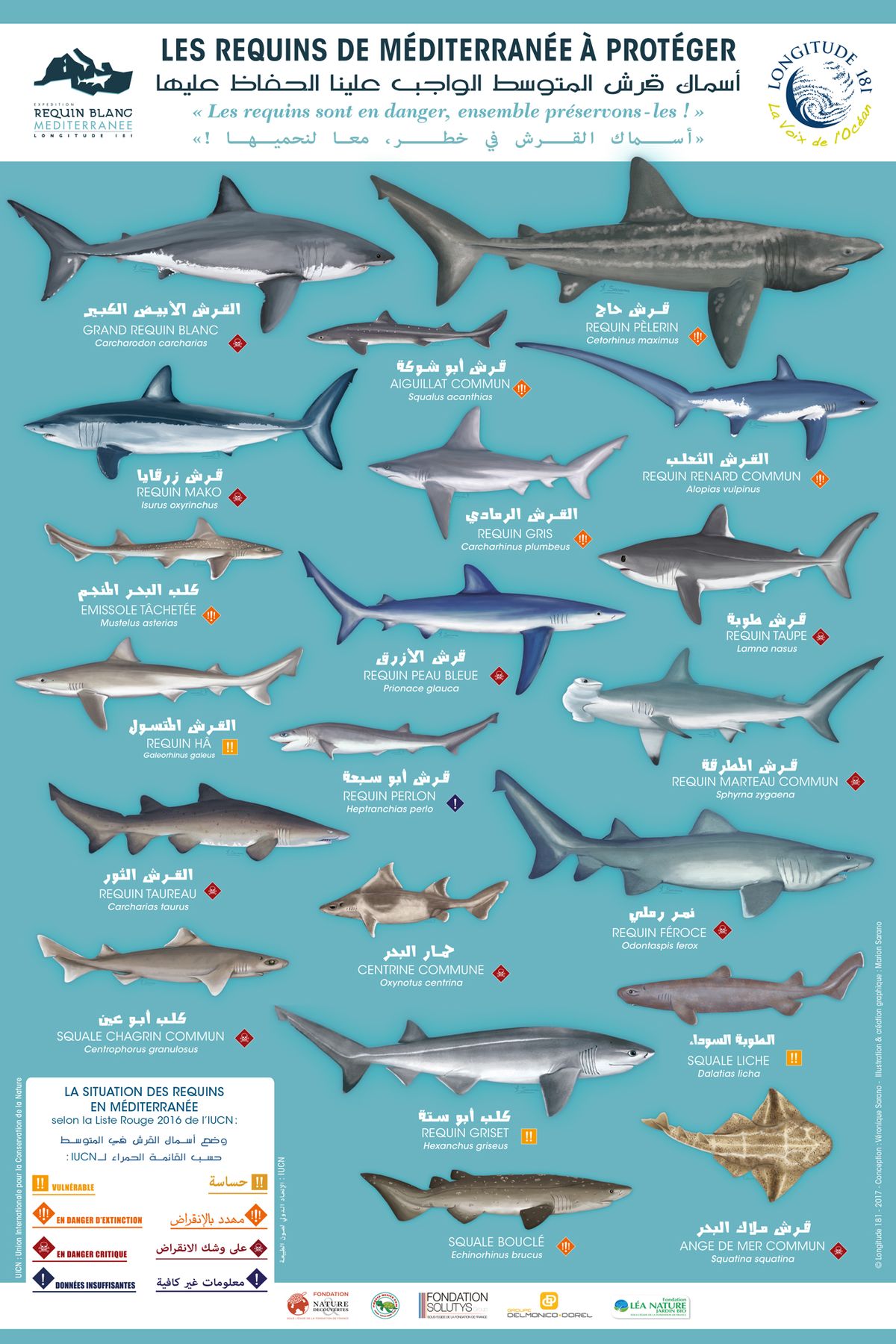 Poster les requins de méditerranée à protéger traduit en arabe Poster les requins de méditerranée à protéger traduit en arabe