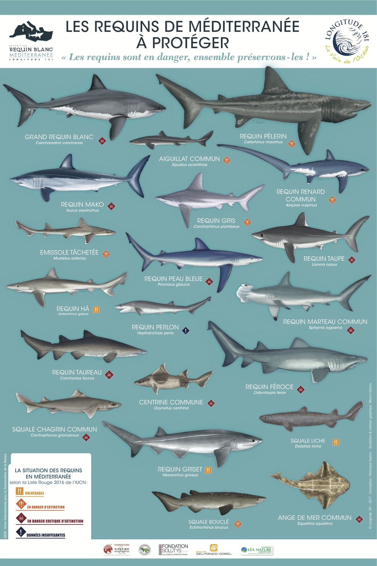 Poster les requins de méditerranée à protéger Poster les requins de méditerranée à protéger