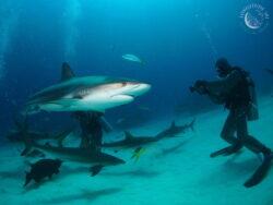Pour compléter notre programme Requin, une animation avec quizz sera organisée tous les jours