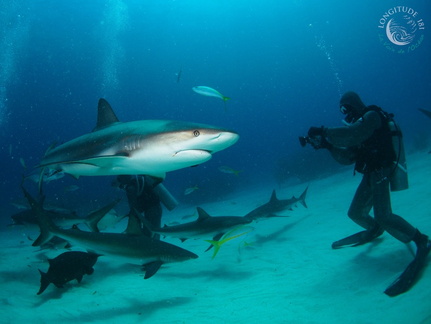 Pour compléter notre programme Requin, une animation avec quizz sera organisée tous les jours Pour compléter notre programme Requin, une animation avec quizz sera organisée tous les jours