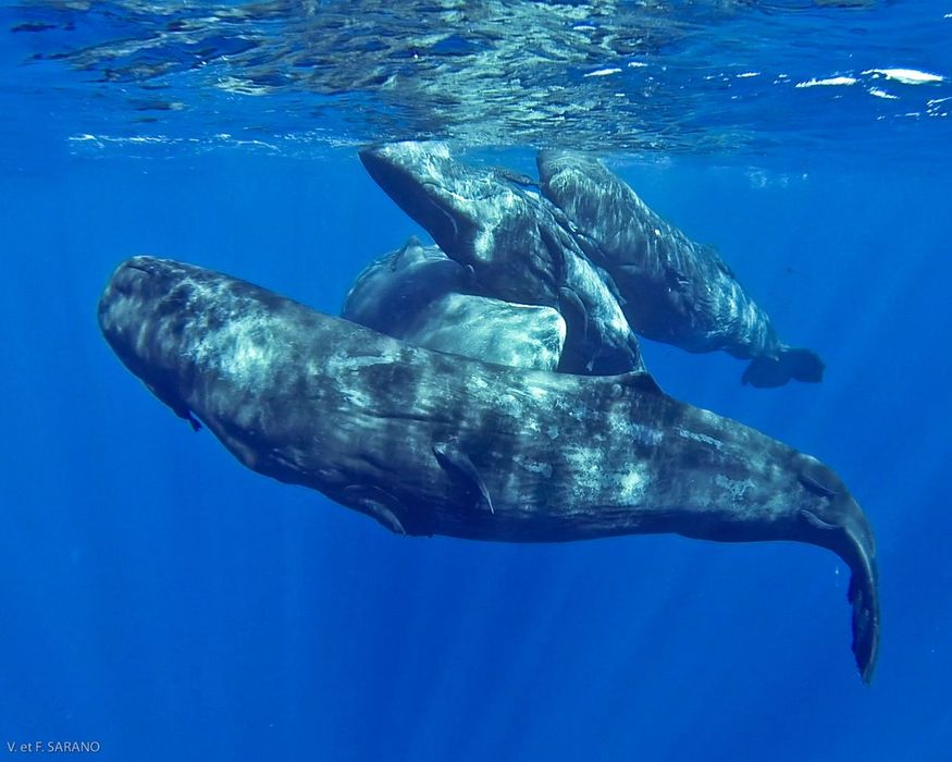 Si vous souhaitez connaitre les actions menées et structure créée par François SARANO, vous pouvez consulter le site de Longitude 181 © VF Sarano Si vous souhaitez connaitre les actions menées et structure créée par François SARANO, vous pouvez consulter le site de Longitude 181 © VF Sarano