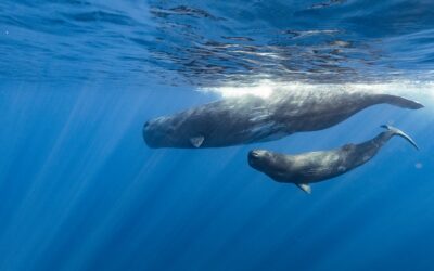 Fonds de dotation François Sarano : pour l’Océan !