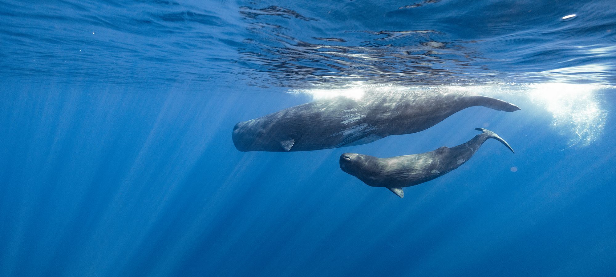 Théa et Hope - Fonds de dotation François SARANO Théa et Hope - Fonds de dotation François SARANO