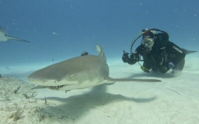 Kit pédagogique Requin Longitude 181 / PROBIOM