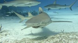 Daisy, le requin citron © Francois Sarano