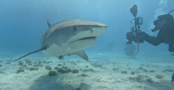 Hamza Mendil avec la requin Emma Bahamas février 2025 © Francois Sarano