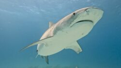 La requin Daizy Bahamas février 2025 © Francois Sarano