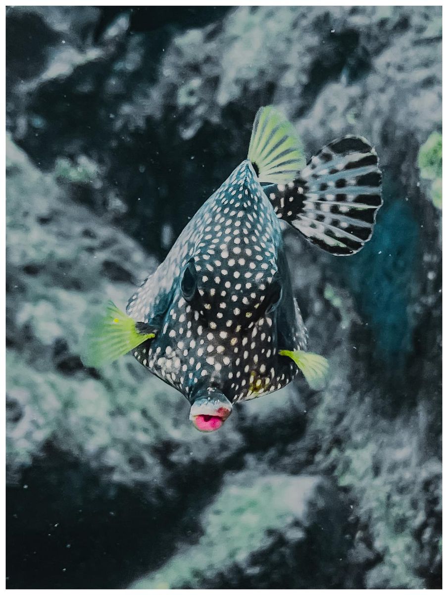 Poisson-coffre à points blancs (Lactophrys triqueter) photographié par Guillaume Boissot, symbole de la biodiversité marine à protéger Poisson-coffre à points blancs (Lactophrys triqueter) photographié par Guillaume Boissot, symbole de la biodiversité marine à protéger
