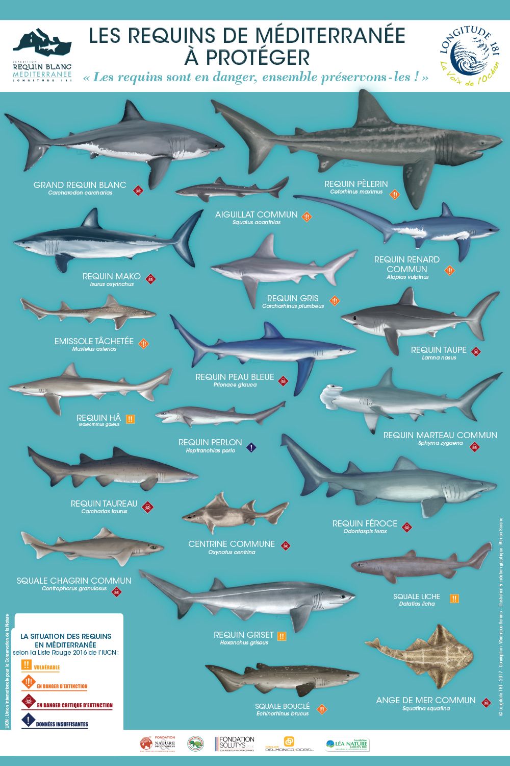 Poster 'Les requins de Méditerranée à protéger - Longitude 181' Poster de sensibilisation "Les requins de Méditerranée à protéger" par Longitude 181.