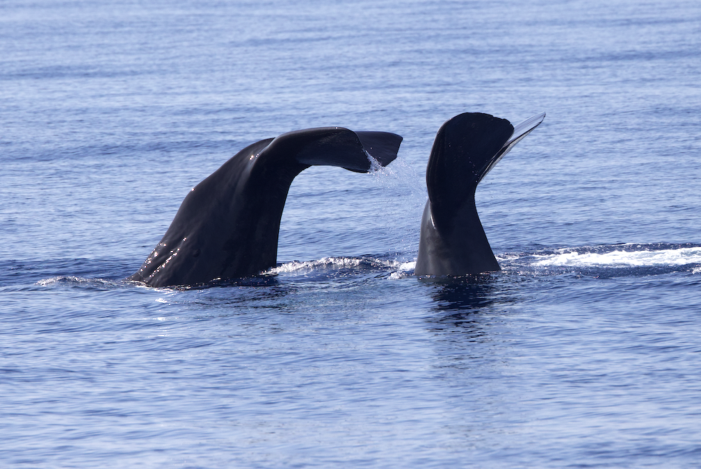 Pourquoi la Méditerranée est-elle un endroit exceptionnel pour étudier les cachalots ?
