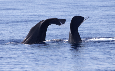 Pourquoi la Méditerranée est-elle un endroit exceptionnel pour étudier les cachalots ?