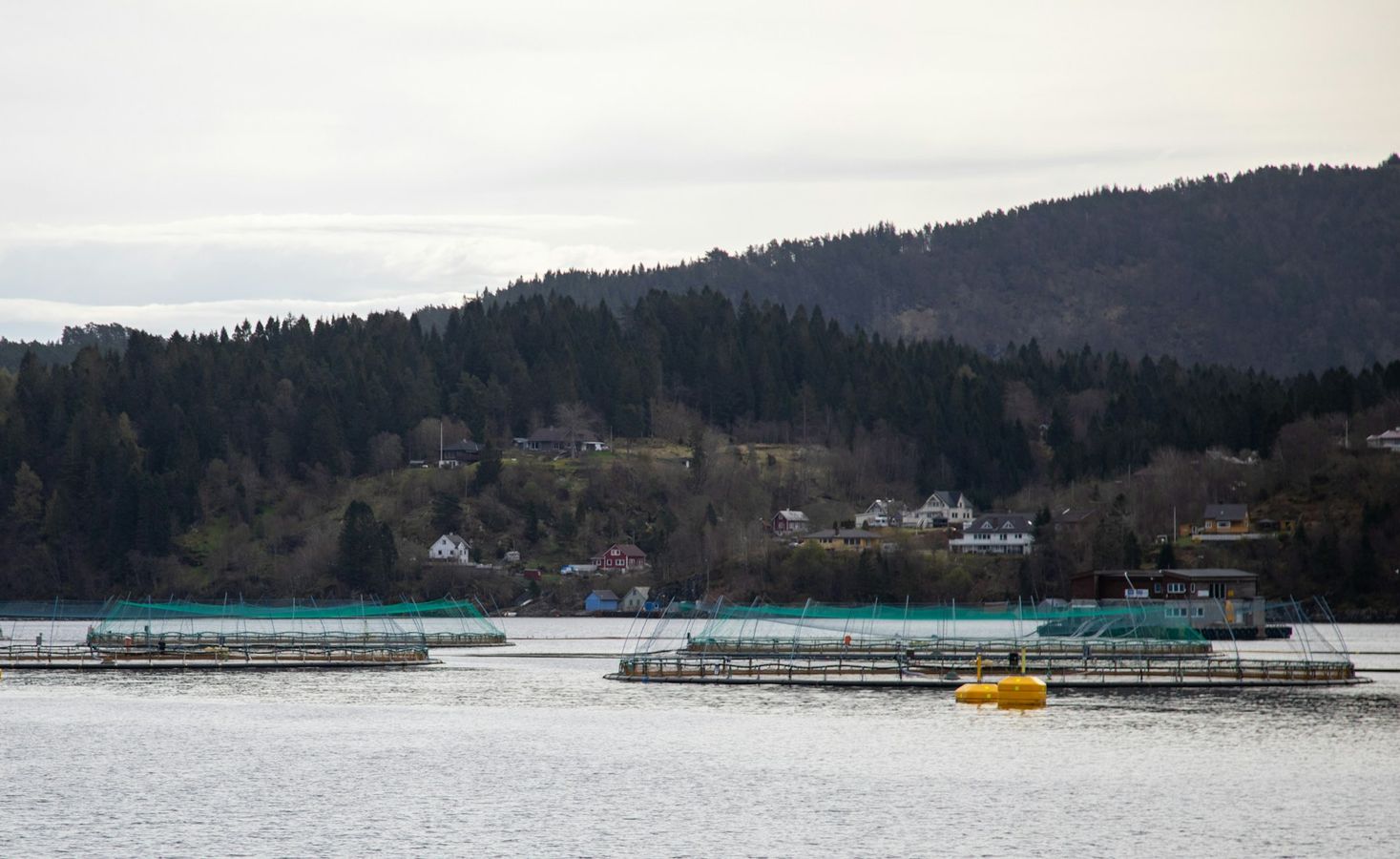 Les risques de pollution par des rejets d’azote ou de phosphore en cas de dysfonctionnement menacent directement la faune locale © Katja Ano sur Unsplash