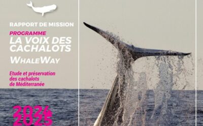 Cachalots : analyse des données recueillies depuis 13 ans