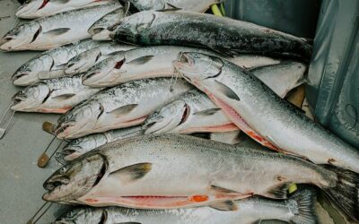Usine à saumons : les Droits de l’Océan et de la Biodiversité bafoués !