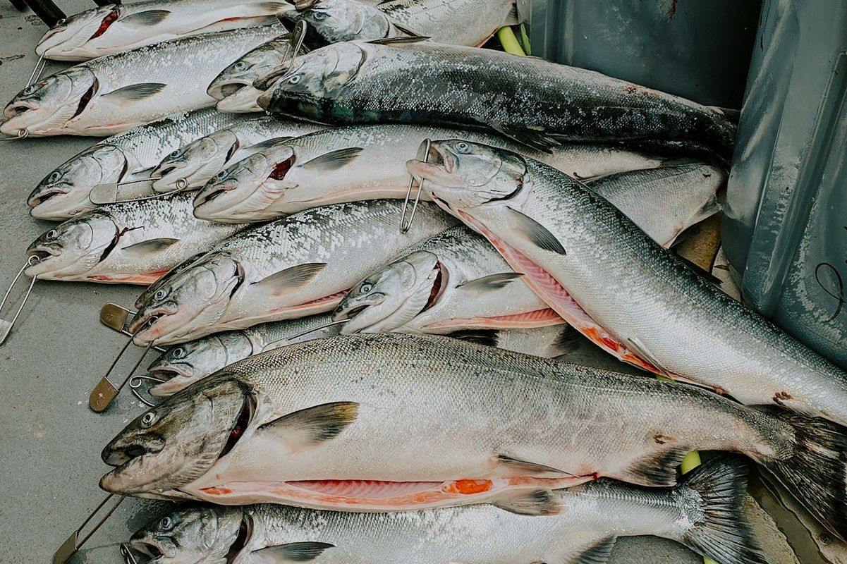 Usine à saumons, les Droits de l’Océan et de la Biodiversité bafoués © Brandee Taylor sur Unsplash