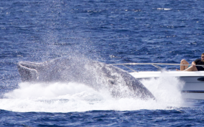 Cachalots agressés : impossible poursuite des observations à l&rsquo;île Maurice