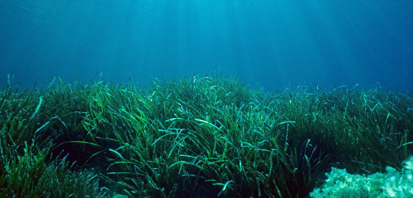 vue générale d'un champ de posidonie