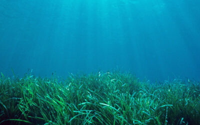 Et de 2 victoires (condamnations) pour la posidonie  !