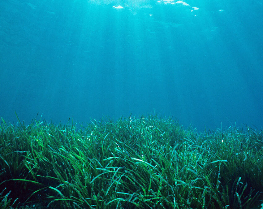 Et de 2 victoires (condamnations) pour la posidonie  !